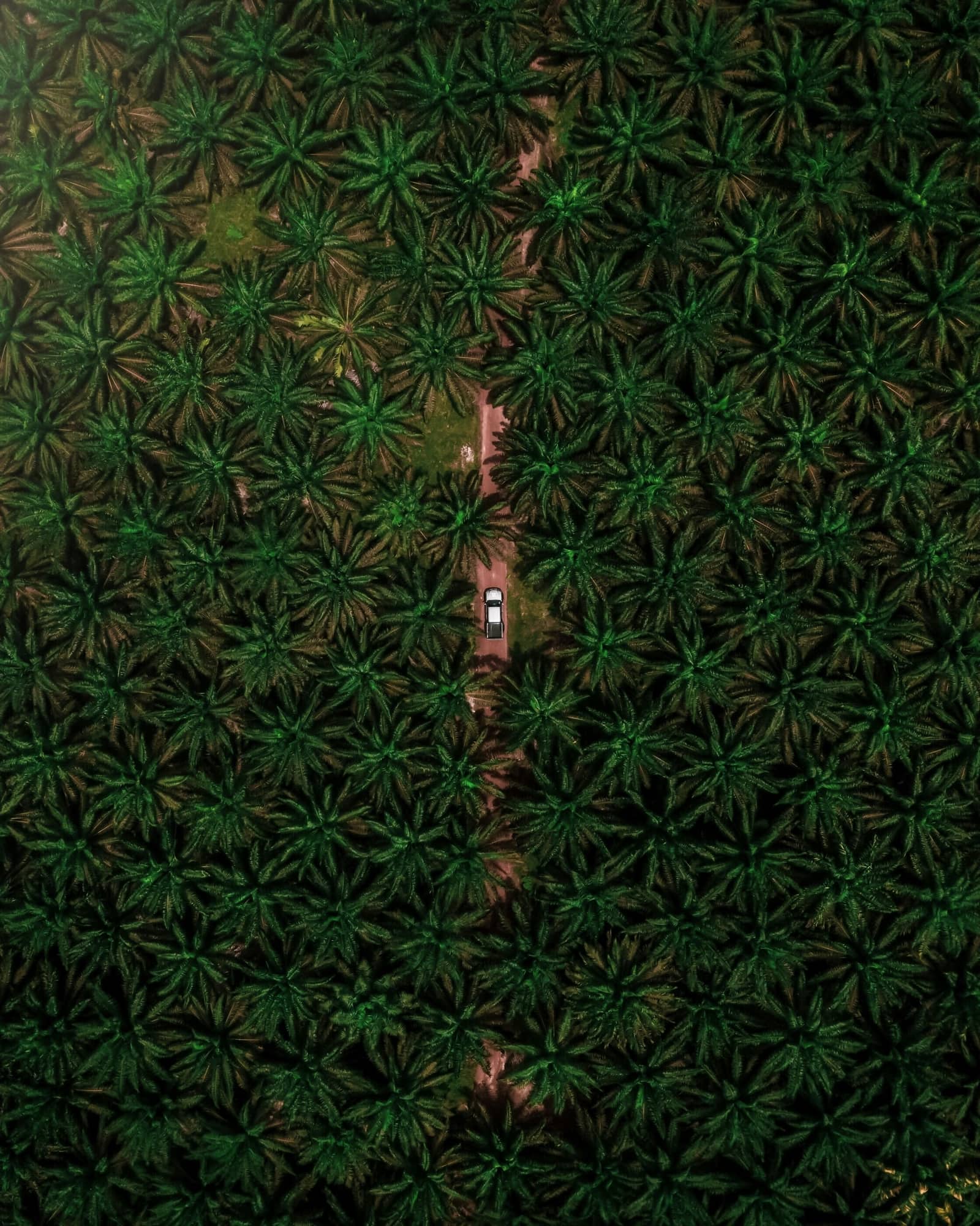 Vista cenital de una plantación de palma aceitera atravesada por un camino de tierra